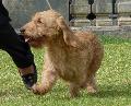 Basset Fauve de Bretagne