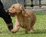 Basset Fauve de Bretagne