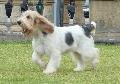 Grand Basset Griffon Vendéen