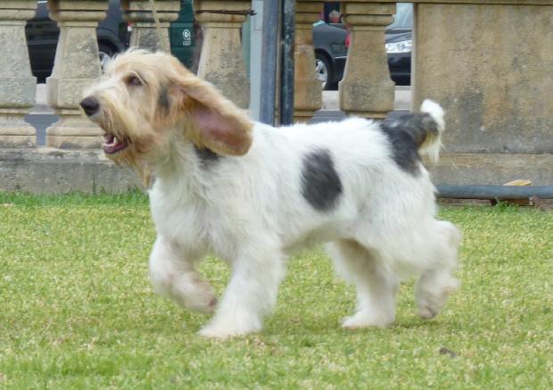Grand Basset Griffon Vendéen