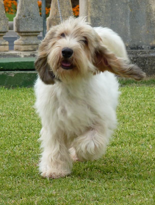 Grand Basset Griffon Vendéen
