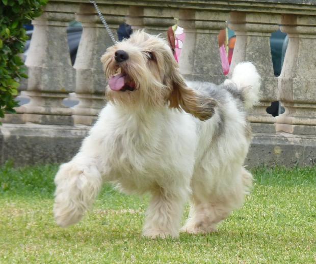 Grand Basset Griffon Vendéen