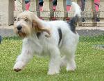 Cães
