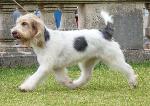 Cães