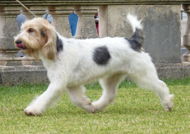 Grand Basset Griffon Vendéen