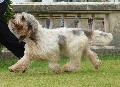 Grand Basset Griffon Vendéen