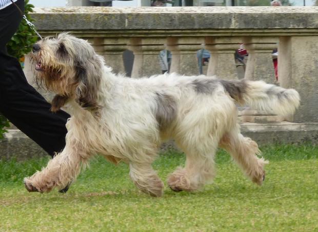 Grand Basset Griffon Vendéen