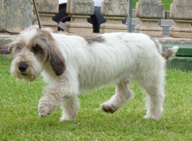 Petit Basset Griffon Vendéen
