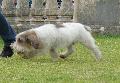 Petit Basset Griffon Vendéen