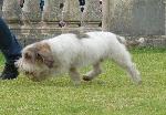 Cães