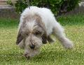 Petit Basset Griffon Vendéen