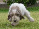 Cães
