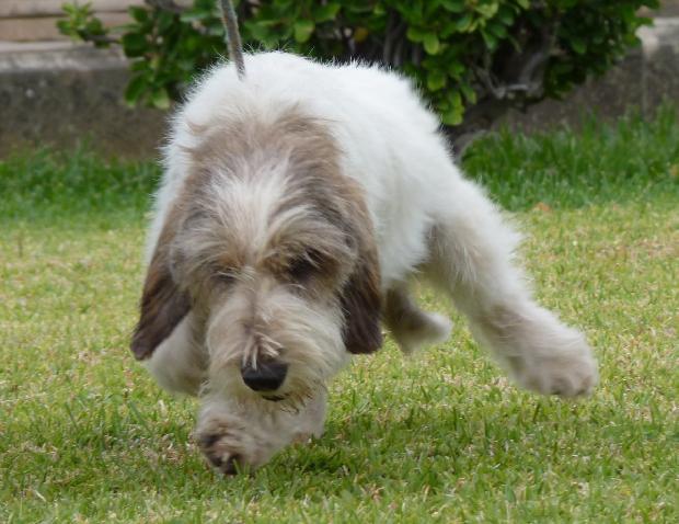 Petit Basset Griffon Vendéen
