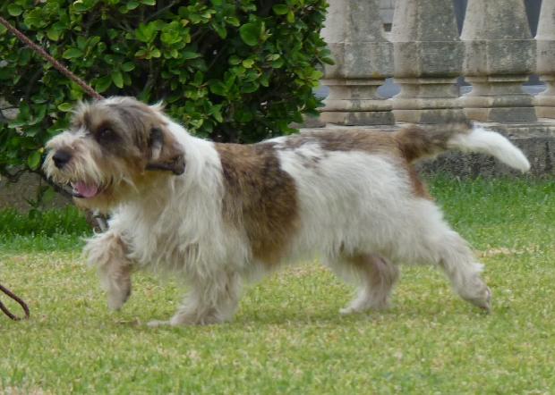 Petit Basset Griffon Vendéen