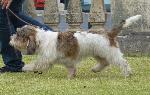 Cães