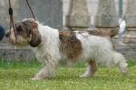 Cães