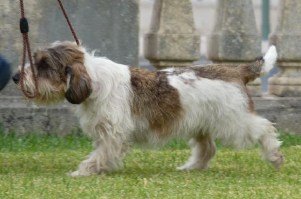 Petit Basset Griffon Vendéen