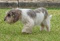 Petit Basset Griffon Vendéen