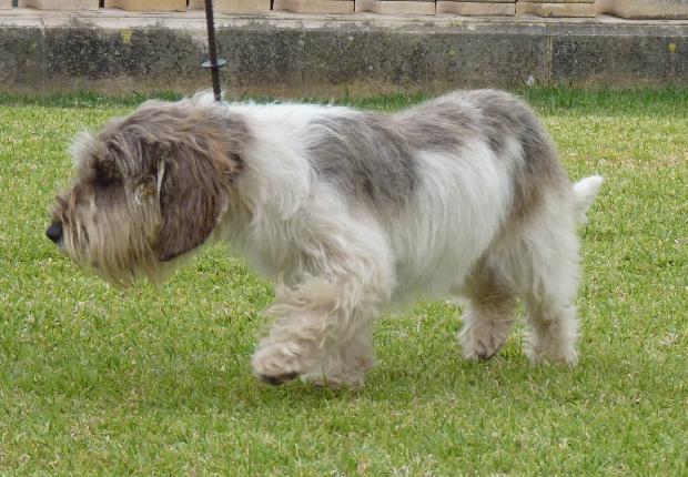 Petit Basset Griffon Vendéen