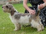 Cães