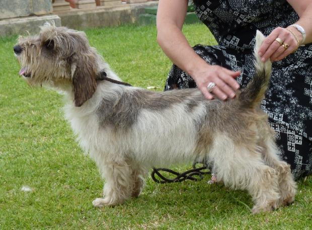 Petit Basset Griffon Vendéen