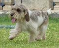 Petit Basset Griffon Vendéen