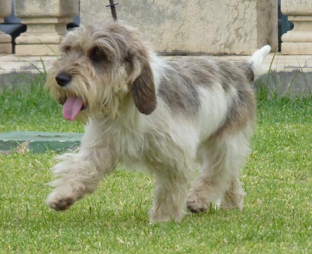 Petit Basset Griffon Vendéen
