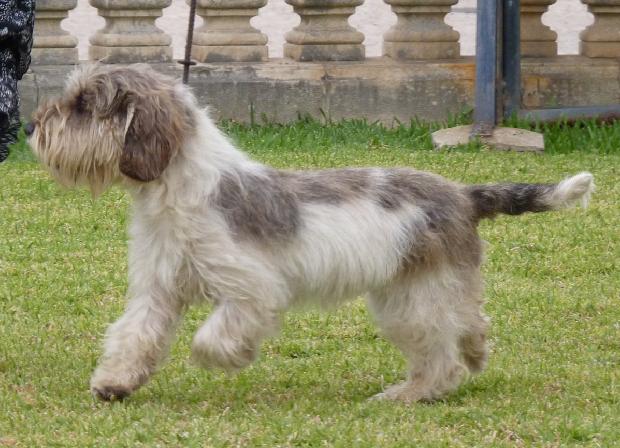 Petit Basset Griffon Vendéen
