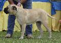 Bullmastiff