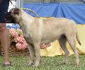 Bullmastiff