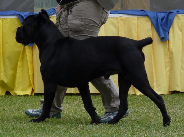 Cane Corso Italiano