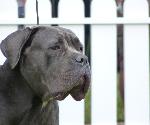 Cães