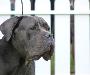 Cane Corso Italiano