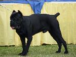 Cães