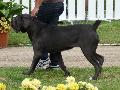 Cane Corso Italiano