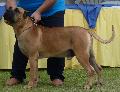 Dogue Canário