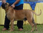Cães