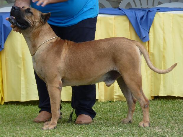Dogue Canário