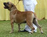 Cães
