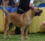 Cães