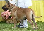 Cães