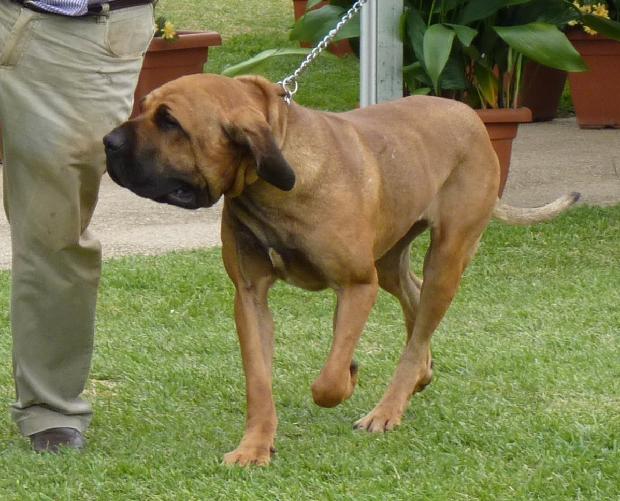 Fila Brasileiro