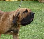 Fila Brasileiro