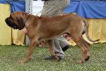 Cães