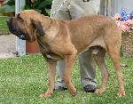 Cães