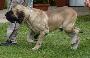 Fila Brasileiro