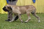 Cães