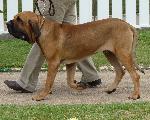 Cães