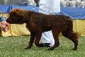Dogue do Tibete