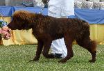 Cães